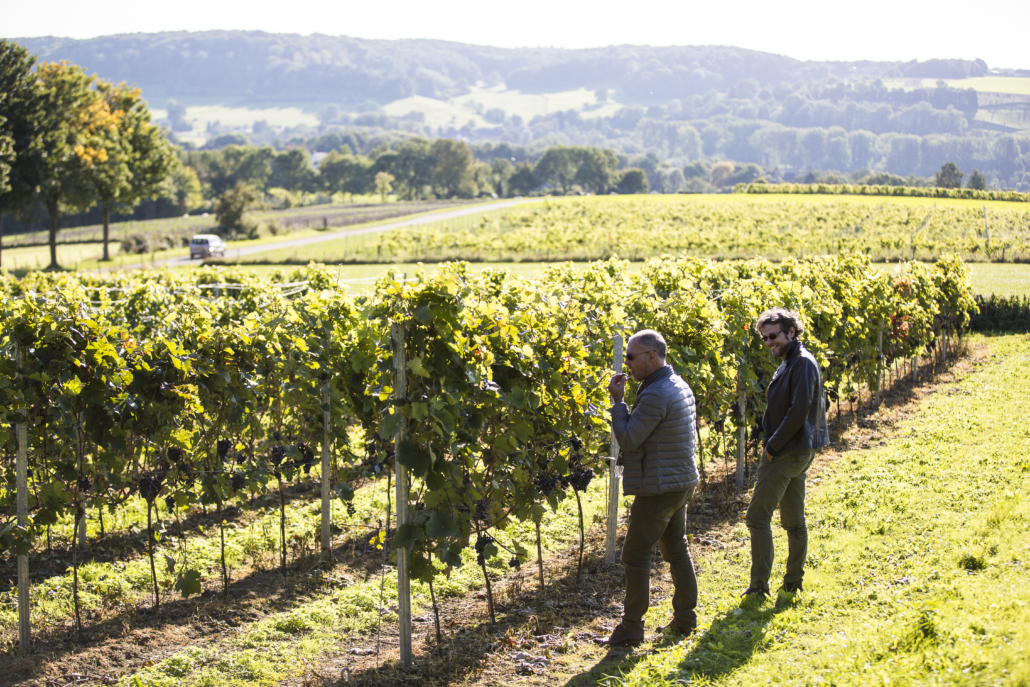 Wijngaard mensen die staan te kijken bij een wijngaard