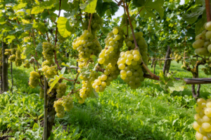 Wine making in Netherlands, ripe white and rose wine grape Cabernet Blanc ready for harvest on Dutch vineyards in Betuwe, Gelderland Wijngaard in Nederland