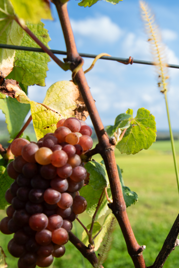 Domein Steenberg wijngaard 2