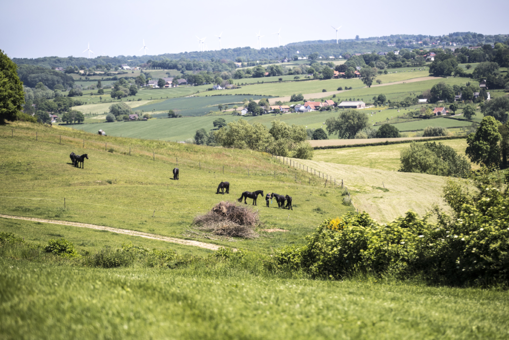 Uitzicht over heuvelland met paarden bij Epen